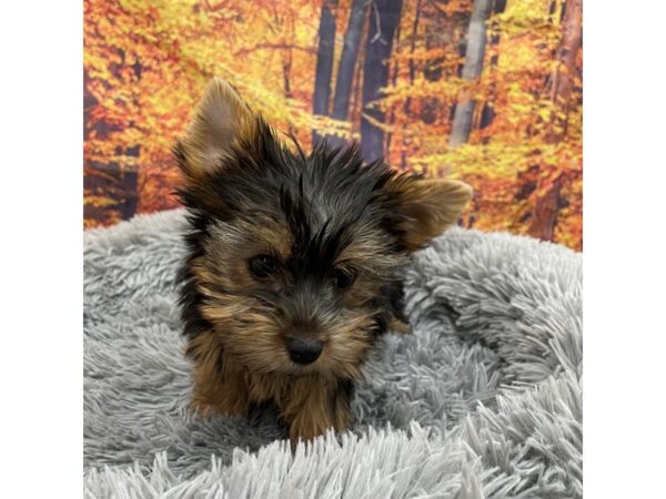 Yorkshire Terrier Dog Male Black / Tan 16132 Petland Chillicothe, Ohio