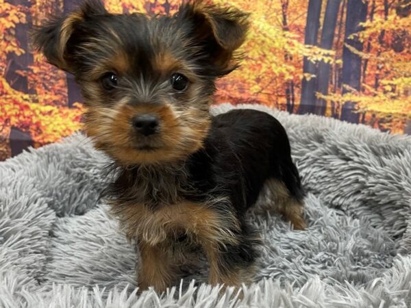 Yorkshire Terrier Dog Female Black / Tan 16133 Petland Chillicothe, Ohio