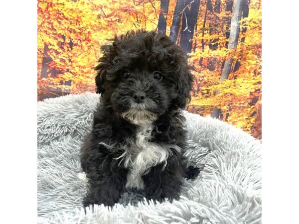 Teddy Bear Dog Female Black 16134 Petland Chillicothe, Ohio