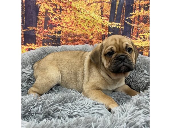 Bulldog-Dog-Male-Fawn-16135-Petland Chillicothe, Ohio