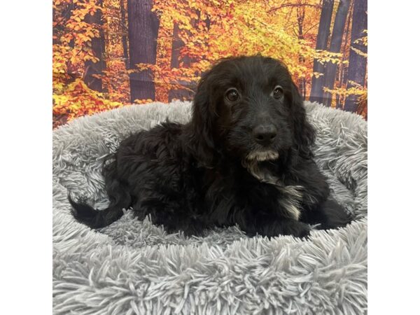 Goldendoodle Dog Female Black 16136 Petland Chillicothe, Ohio