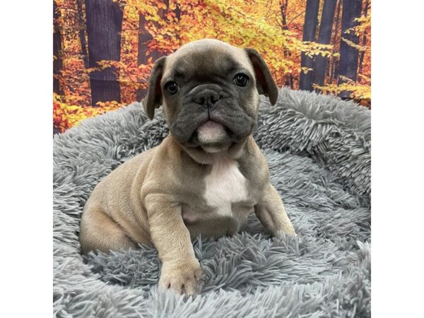 French Bulldog Dog Male Fawn 16141 Petland Chillicothe, Ohio