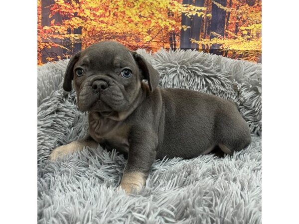 French Bulldog Dog Male Blue / Tan 16142 Petland Chillicothe, Ohio