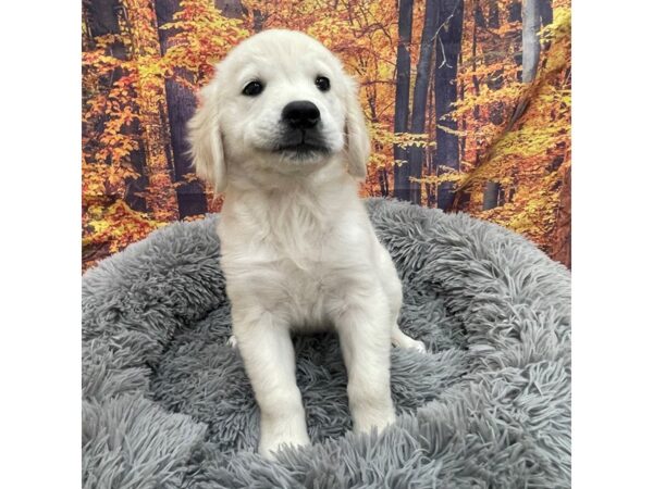 Golden Retriever Dog Female Cream 16143 Petland Chillicothe, Ohio