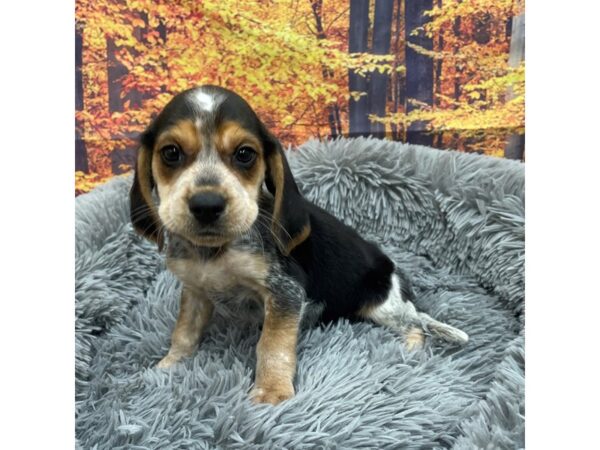 Beagle Dog Male Black White / Tan 16145 Petland Chillicothe, Ohio