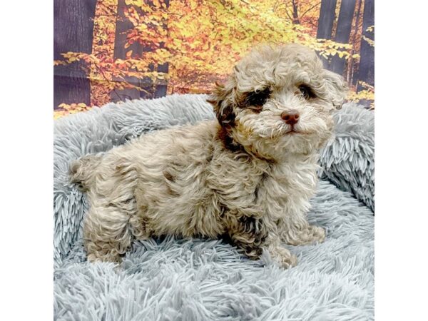 Poodle-Dog-Female-Chocolate Merle-16146-Petland Chillicothe, Ohio