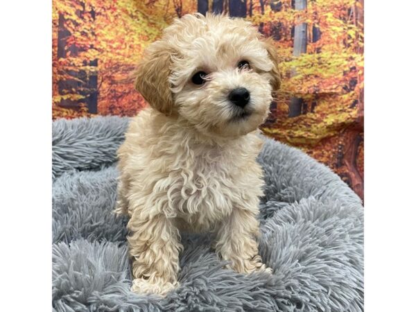 Bichapoo Dog Female Buff 16137 Petland Chillicothe, Ohio