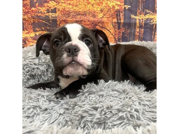 Bulldog Dog Female Black 16164 Petland Chillicothe, Ohio