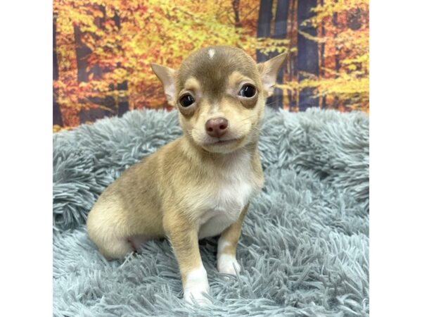 Chihuahua Dog Male Brown 16159 Petland Chillicothe, Ohio