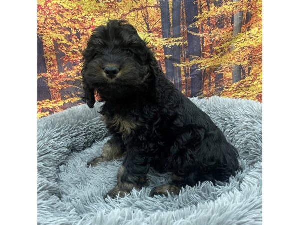 Cock A Poo Dog Male Black / Tan 16157 Petland Chillicothe, Ohio