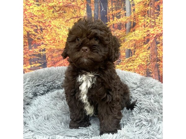 ShizaPoo-Dog-Male-Chocolate-16156-Petland Chillicothe, Ohio