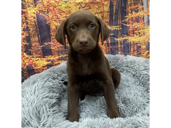 Labrador Retriever Dog Female chocolate 16154 Petland Chillicothe, Ohio