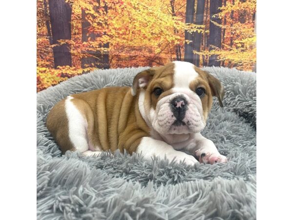 Victorian Bulldog-Dog-Male-Red-16151-Petland Chillicothe, Ohio