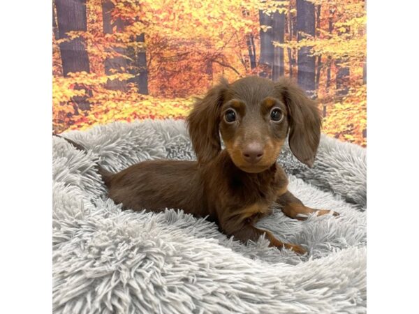 Dachshund Dog Male Chocolate / Tan 16170 Petland Chillicothe, Ohio