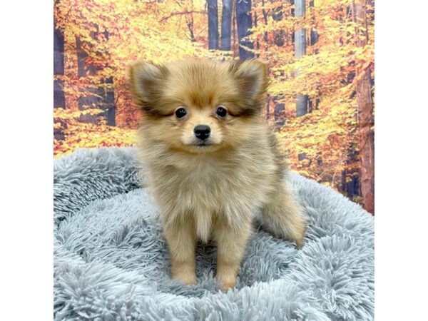 Pomeranian-Dog-Female-Red Sable-16167-Petland Chillicothe, Ohio