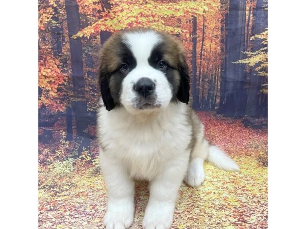 Saint Bernard Dog Male Mahogany / White 16180 Petland Chillicothe, Ohio