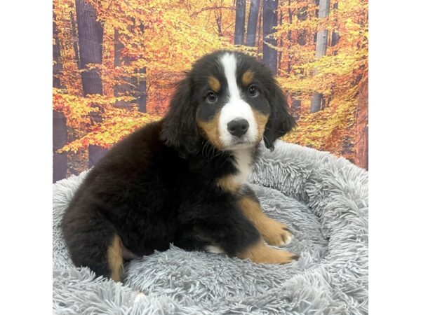 Bernese Mountain Dog-Dog-Male-Black Rust / White-16179-Petland Chillicothe, Ohio