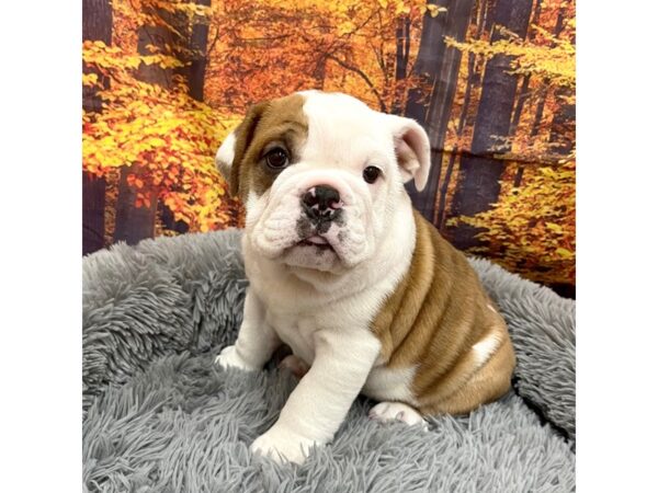 English Bulldog Dog Female Fawn / White 16195 Petland Chillicothe, Ohio