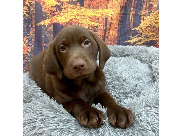 Labrador Retriever Dog Male Chocolate 16194 Petland Chillicothe, Ohio