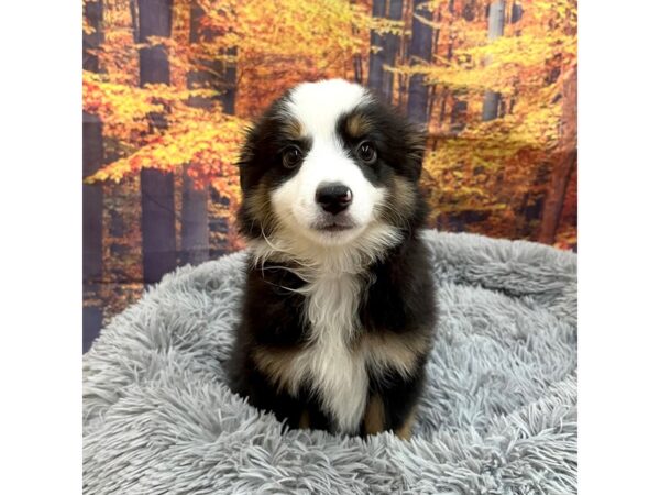 Miniature Australian Shepherd Dog Male Black 16189 Petland Chillicothe, Ohio