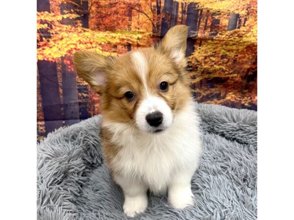 Pembroke Welsh Corgi Dog Female Red / White 16186 Petland Chillicothe, Ohio