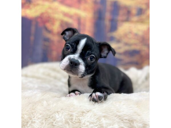 Boston Terrier Dog Male Black / White 16108 Petland Chillicothe, Ohio