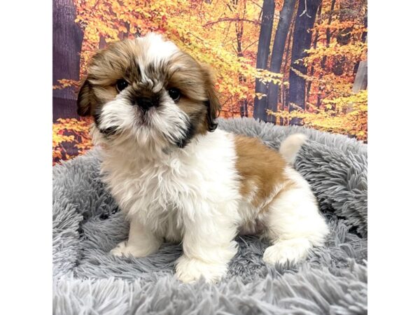 Shih Tzu Dog Male Gold / White 16131 Petland Chillicothe, Ohio