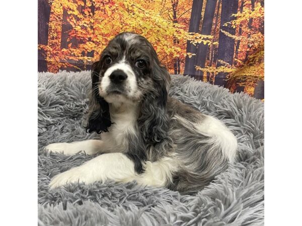 Cocker Spaniel-Dog-Female-Chocolate Roan-16140-Petland Chillicothe, Ohio