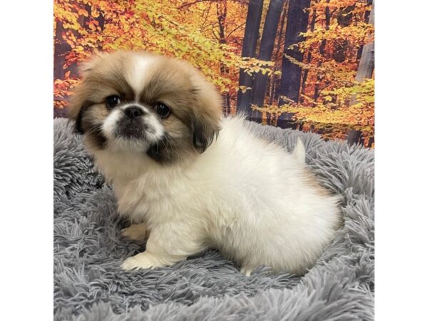 Pekingese Dog Female Sable 16144 Petland Chillicothe, Ohio