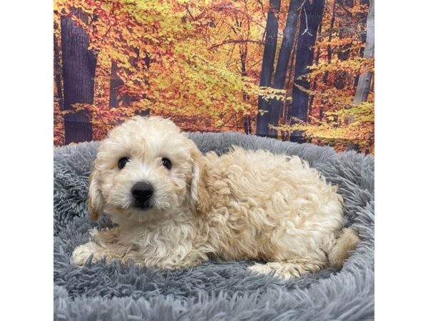 Bichapoo-Dog-Male-Cream-16147-Petland Chillicothe, Ohio