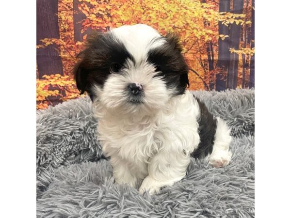 Shih Tzu Dog Male Brindle / White 16163 Petland Chillicothe, Ohio