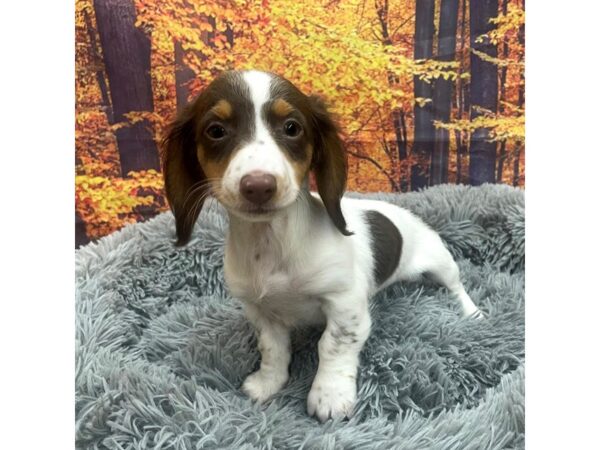 Dachshund Dog Female Chocolate White Tan 16161 Petland Chillicothe, Ohio