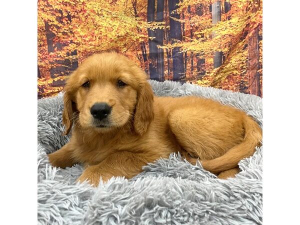 Golden Retriever Dog Female Dark Golden 16160 Petland Chillicothe, Ohio