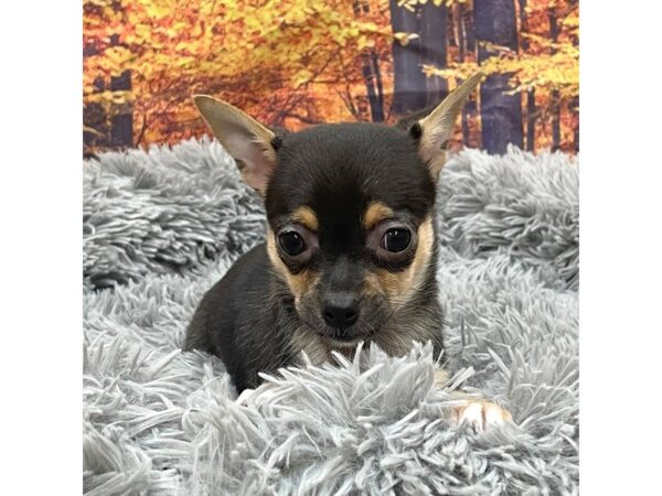 Chihuahua Dog Female Black / Tan 16158 Petland Chillicothe, Ohio