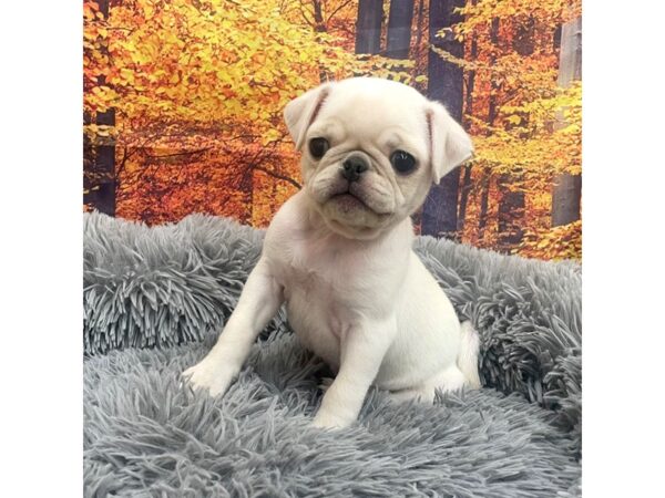 Pug-Dog-Female-Cream-16150-Petland Chillicothe, Ohio