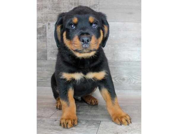 Rottweiler Dog Male Black / Rust 16168 Petland Chillicothe, Ohio