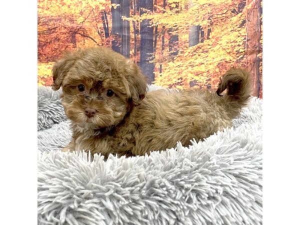 ShizaPoo-Dog-Male-Brown / White-16175-Petland Chillicothe, Ohio