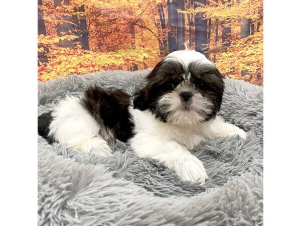 Shih Tzu Dog Male Brindle / White 16169 Petland Chillicothe, Ohio