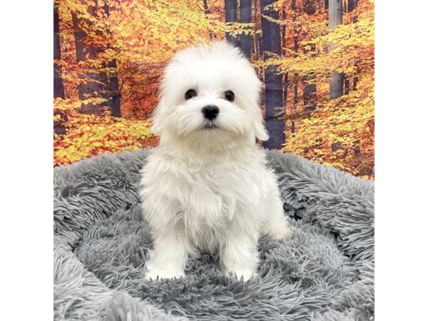 Maltese Dog Male White 16166 Petland Chillicothe, Ohio