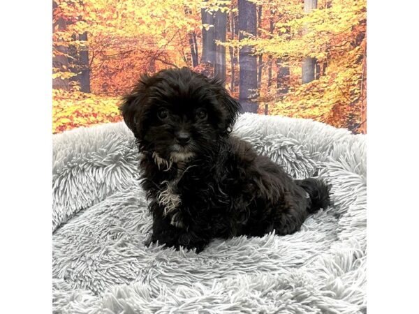 ShizaPoo-Dog-Male-Black-16182-Petland Chillicothe, Ohio