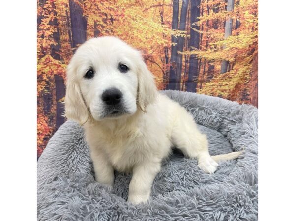 Golden Retriever Dog Female Cream 16181 Petland Chillicothe, Ohio