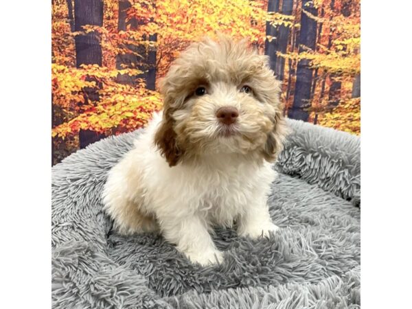 Poochon Dog Female Chocolate Merle 16176 Petland Chillicothe, Ohio