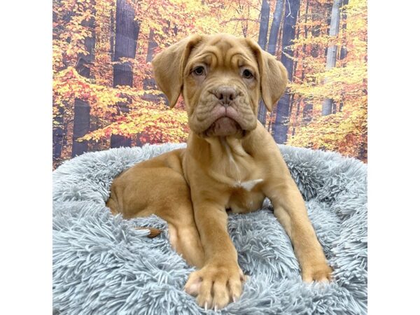 Dogue de Bordeaux Dog Female Red 16171 Petland Chillicothe, Ohio