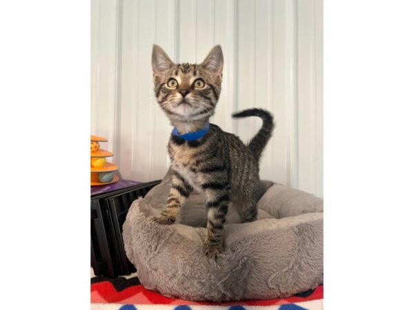 Adopt a Pet Cat-Cat-Male-Tabby-16197-Petland Chillicothe, Ohio