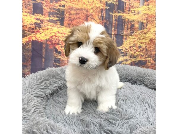 Cavapoo Dog Male White 16201 Petland Chillicothe, Ohio