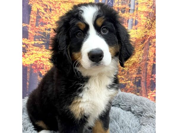 Bernese Mountain Dog Dog Female Tri-Colored 16190 Petland Chillicothe, Ohio