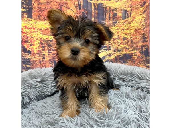 Yorkshire Terrier Dog Female Black / Tan 16188 Petland Chillicothe, Ohio