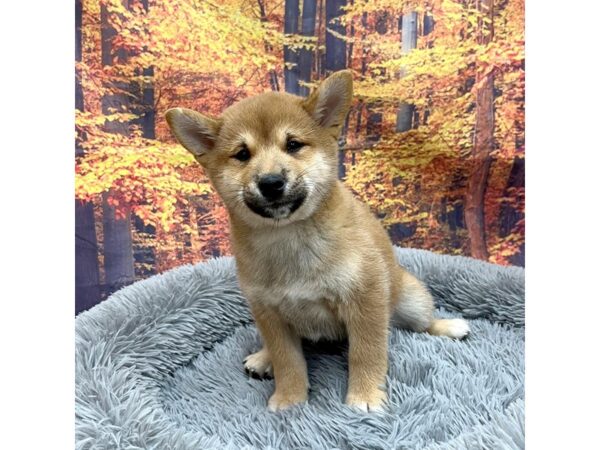 Shiba Inu-Dog-Male-Red-16187-Petland Chillicothe, Ohio