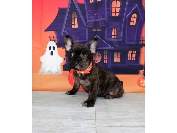 French Bulldog-Dog-Male-Black Brindle / White-16203-Petland Chillicothe, Ohio