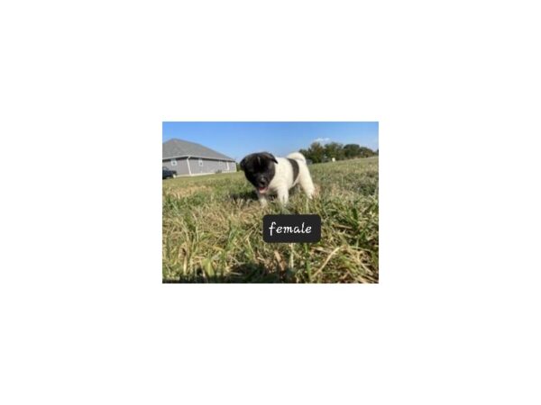 Akita-Dog-Female-Black / White-16229-Petland Chillicothe, Ohio